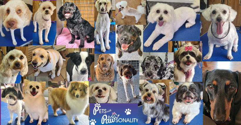 A collage of dogs freshly groomed at Pets with Pawsonality
